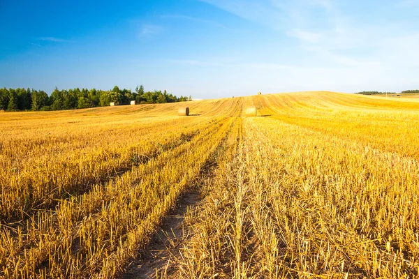 Haystacks em campo — Fotografia de Stock