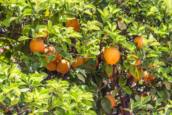Oranžové stromy - citrus sinensis — Stock fotografie