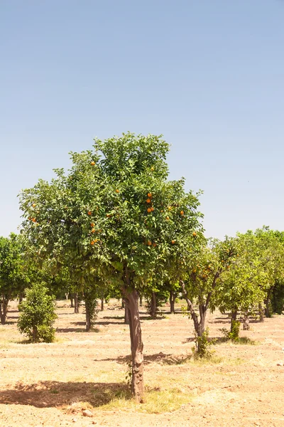 桔子树-柑橘 — 图库照片