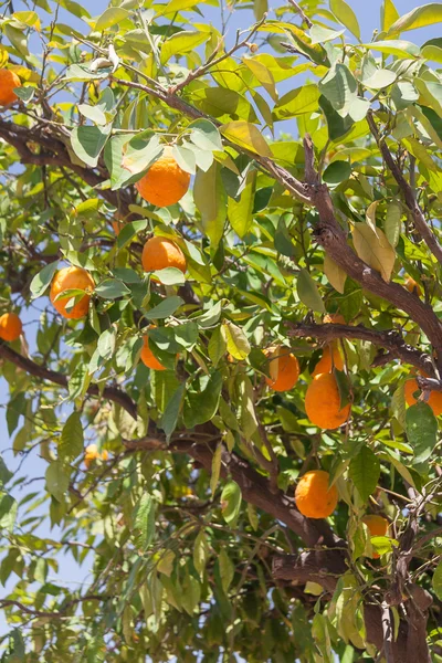Orange trees - Citrus sinensis — Stock Photo, Image
