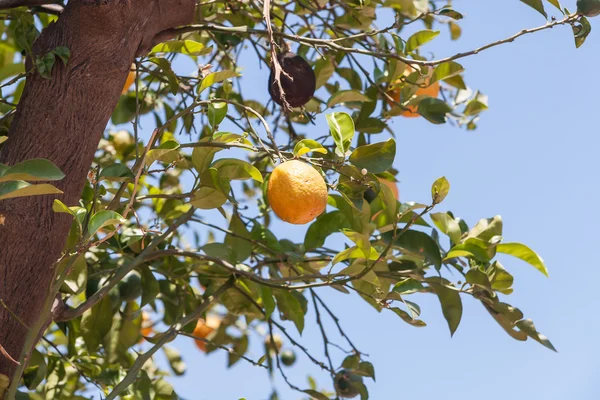 Orange trees - Citrus sinensis — Stock Photo, Image