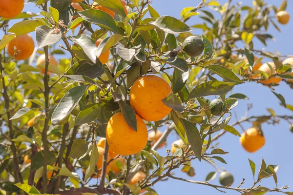 Orangenbäume - Citrus sinensis — Stockfoto