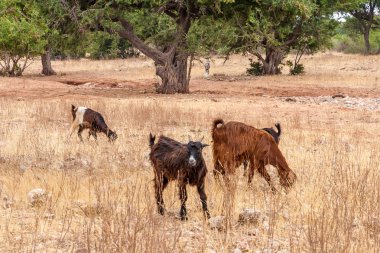 Morrocan keçi alanında