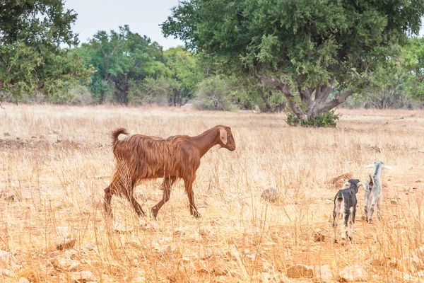 Cabras marroquinas no campo — Fotografia de Stock