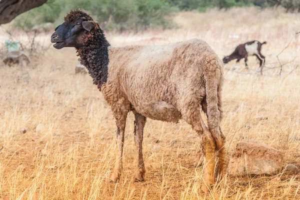 フィールドでモロッコの羊 — ストック写真