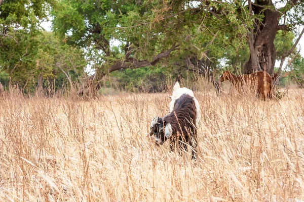 Cabras marroquinas no campo — Fotografia de Stock