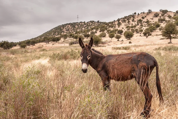 Brown donkey — Stock Photo, Image