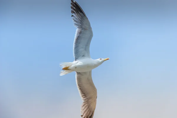 Möwen am Himmel — Stockfoto