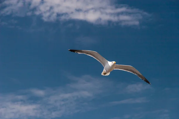 Морская чайка в небе — стоковое фото