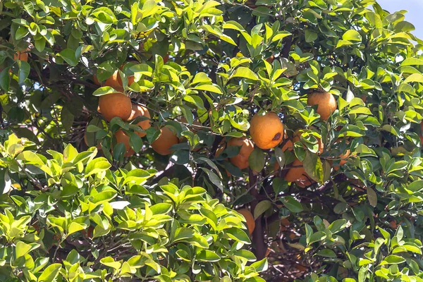 Orange trees - Citrus sinensis — Stock Photo, Image