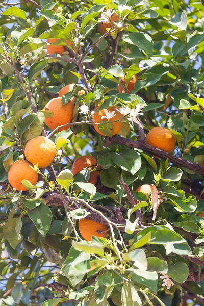 Orange trees - Citrus sinensis — Stock Photo, Image