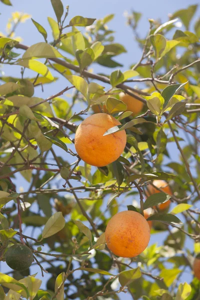 Orange trees - Citrus sinensis — Stock Photo, Image