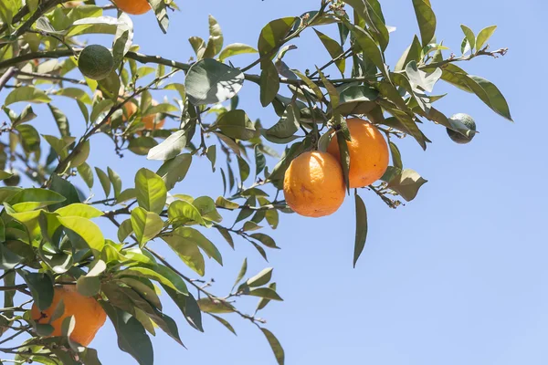 Orange trees - Citrus sinensis — Stock Photo, Image