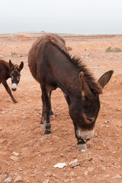 Brown donkey — Stock Photo, Image