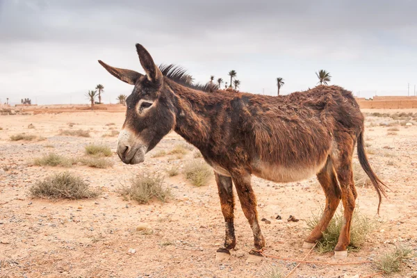 Brauner Esel — Stockfoto