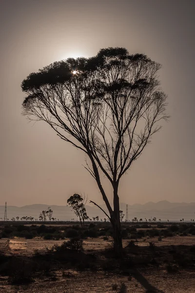 Tree at sunrise — Stock Photo, Image