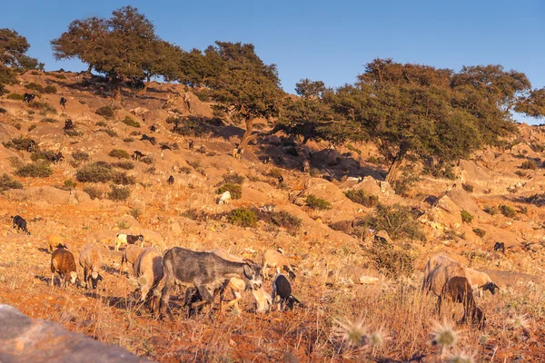 Chèvres marocaines dans les champs — Photo