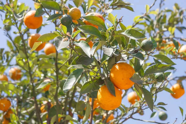 Orange trees - Citrus sinensis — Stock Photo, Image