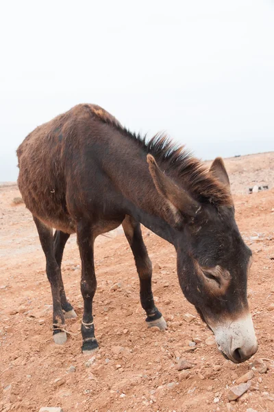 Brown donkey