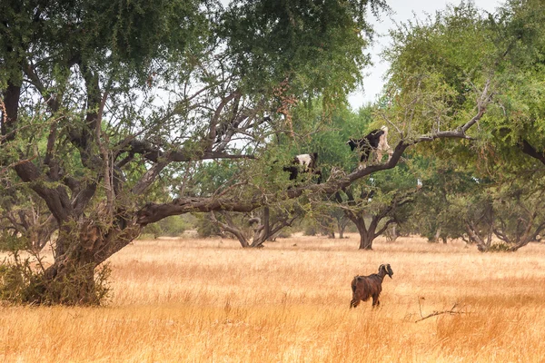 Cabras marroquinas no campo — Fotografia de Stock