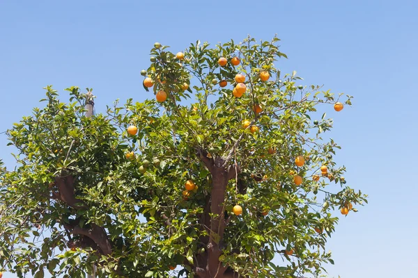 Orange trees - Citrus sinensis — Stock Photo, Image