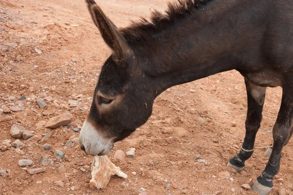 Brown donkey — Stock Photo, Image