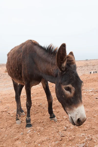 Brown donkey — Stock Photo, Image