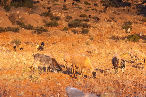 Morrocan goats in the field — Stock Photo, Image