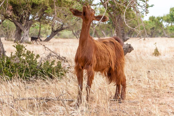 Marocké kozy v poli — Stock fotografie