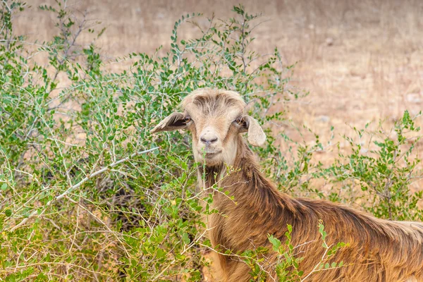 Cabras marroquinas no campo — Fotografia de Stock