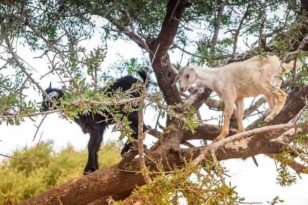 Morrocan goats in the field — Stock Photo, Image