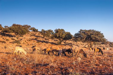 Morrocan keçi alanında