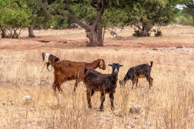 Morrocan keçi alanında