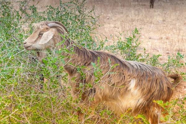 Morrocan goats in the field — Stock Photo, Image