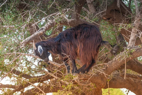 Morrocan goats in the field — Stock Photo, Image