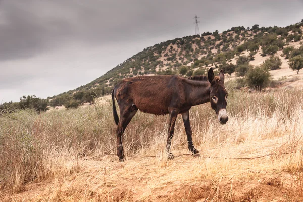 Brown donkey — Stock Photo, Image