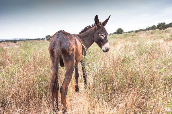 Brown donkey — Stock Photo, Image