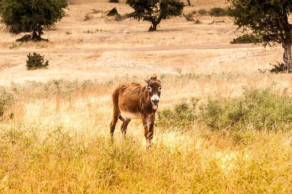 Brown donkey — Stock Photo, Image