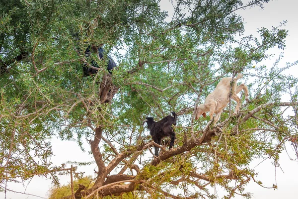 Marokkanische Ziegen auf dem Feld — Stockfoto