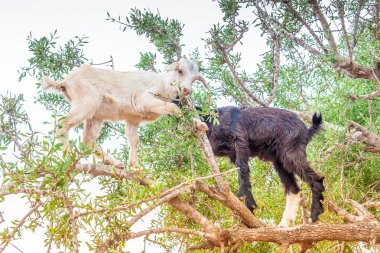 Morrocan keçi alanında