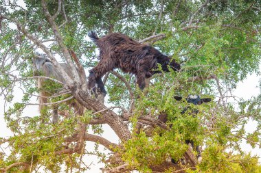 Morrocan keçi alanında