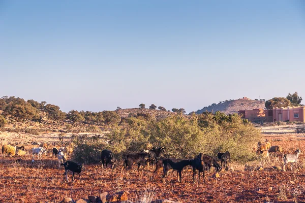 Chèvres marocaines dans les champs — Photo