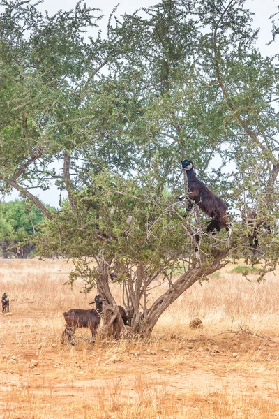 フィールド内のモロッコのヤギ — ストック写真