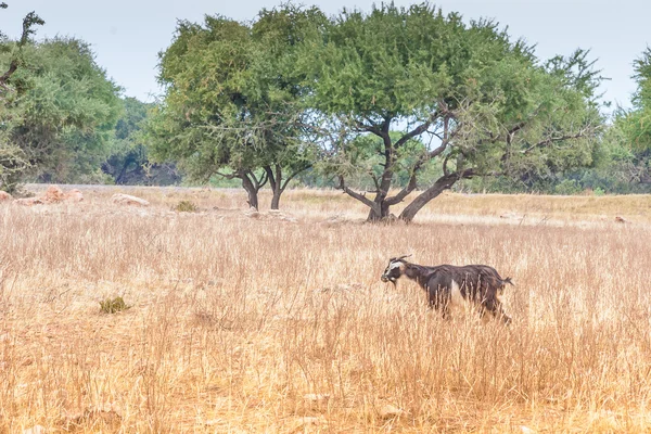 Chèvres marocaines dans les champs — Photo