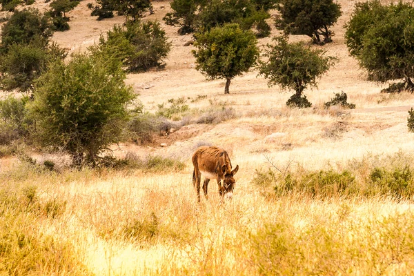 Brown donkey — Stock Photo, Image