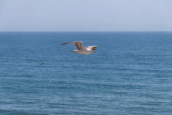 Gaivota do mar no céu — Fotografia de Stock