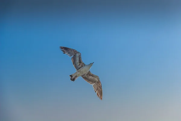 空の海のカモメ — ストック写真