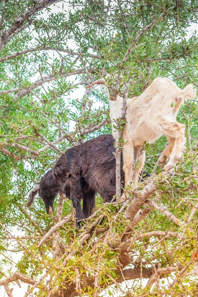 Cabras marroquinas no campo — Fotografia de Stock