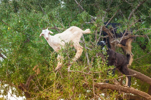 Morrocan goats in the field — Stock Photo, Image