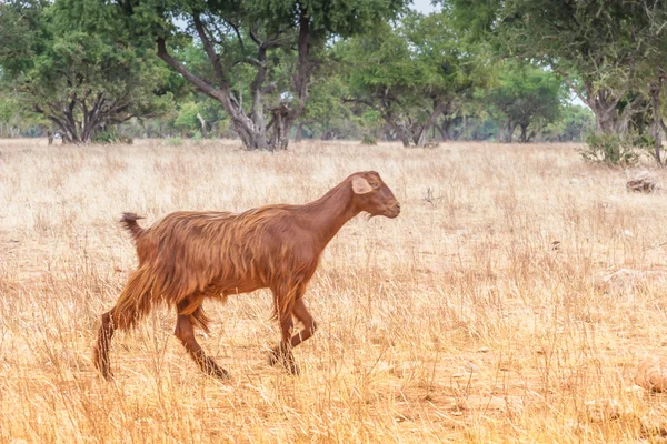 Cabras marroquinas no campo — Fotografia de Stock